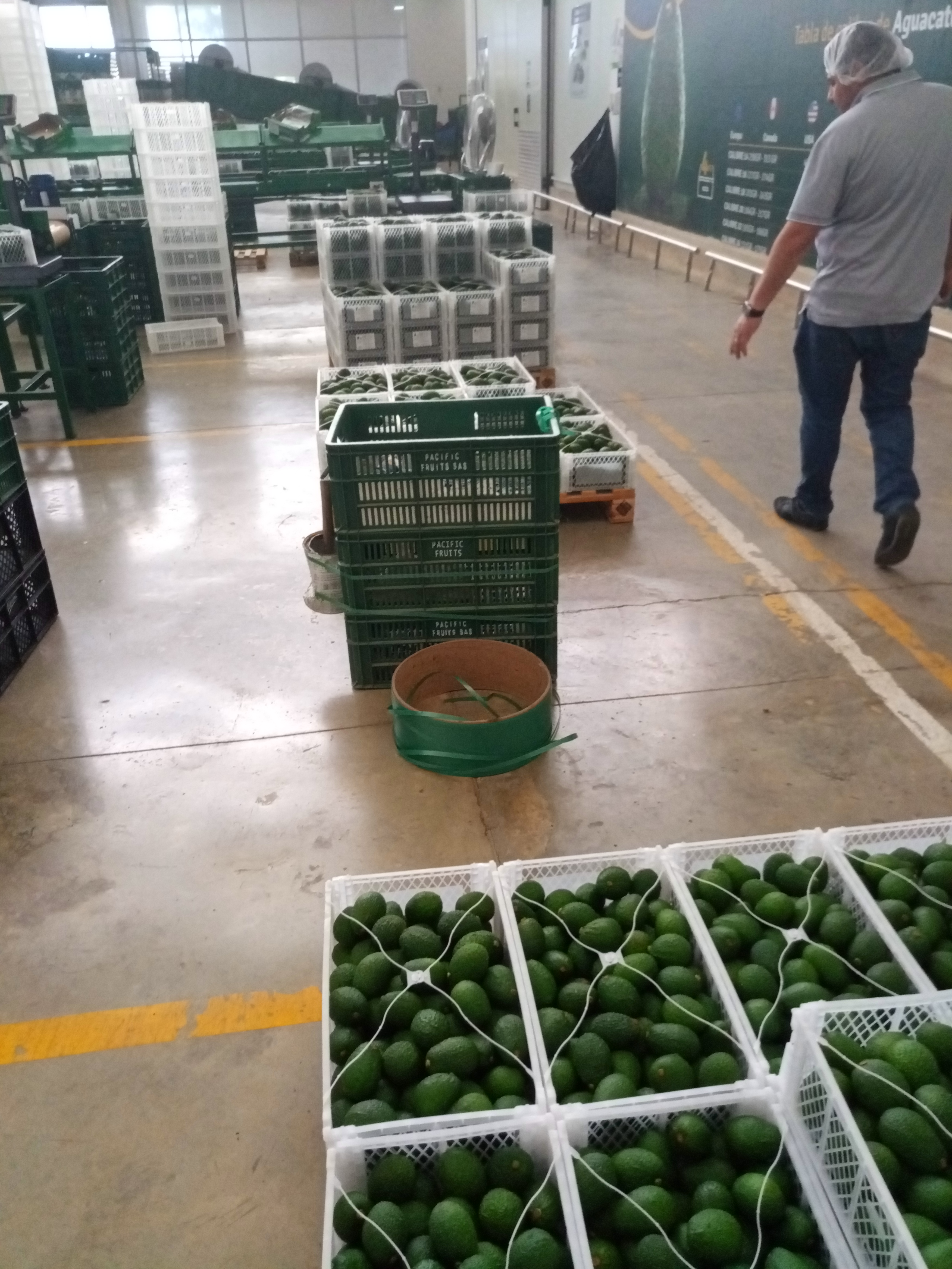 Fruta fresca Dorado División